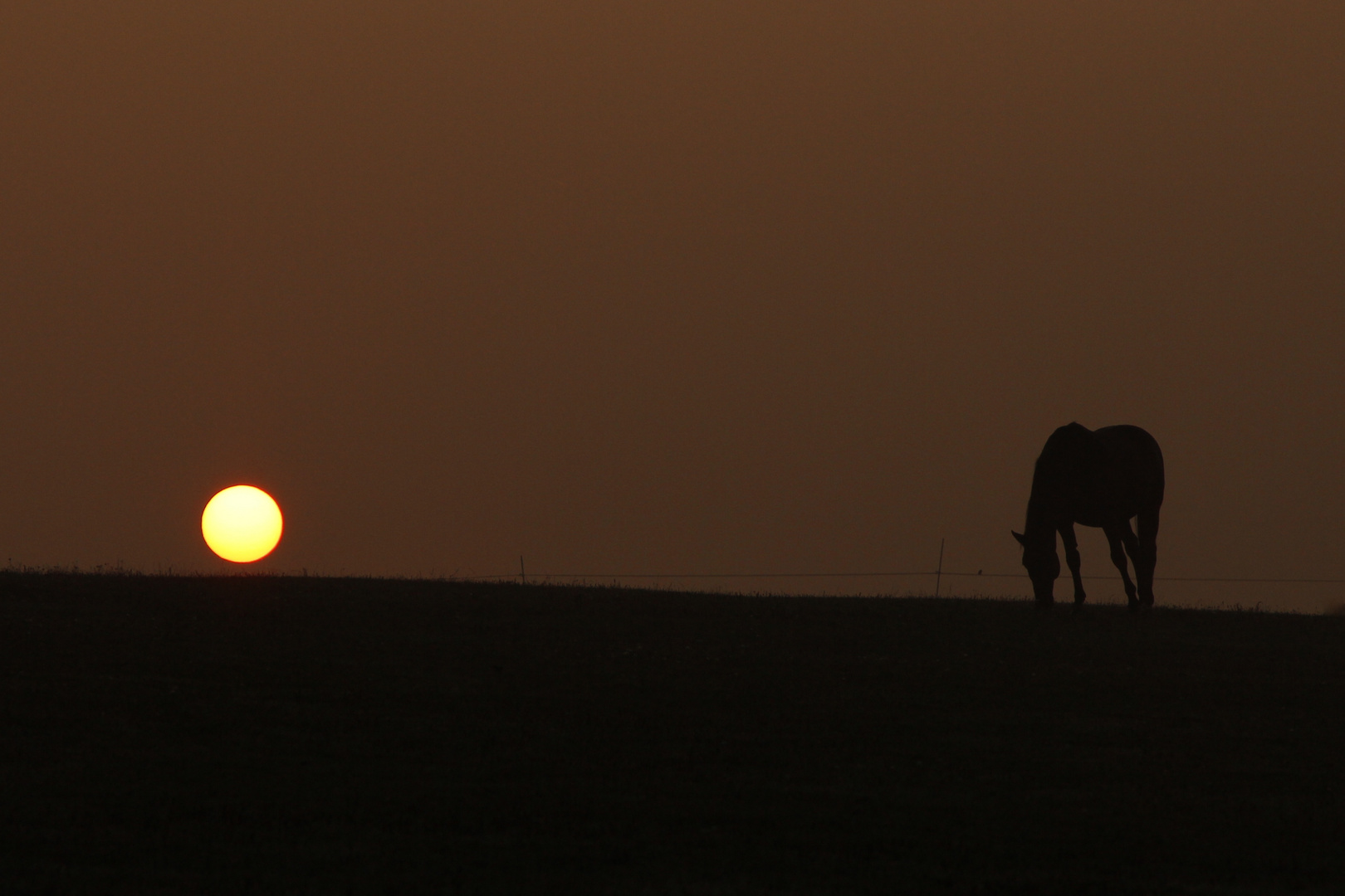 One Horse Sun Avenue