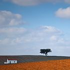 One house and one tree