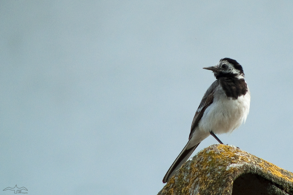 ...one-leg-wagtail...