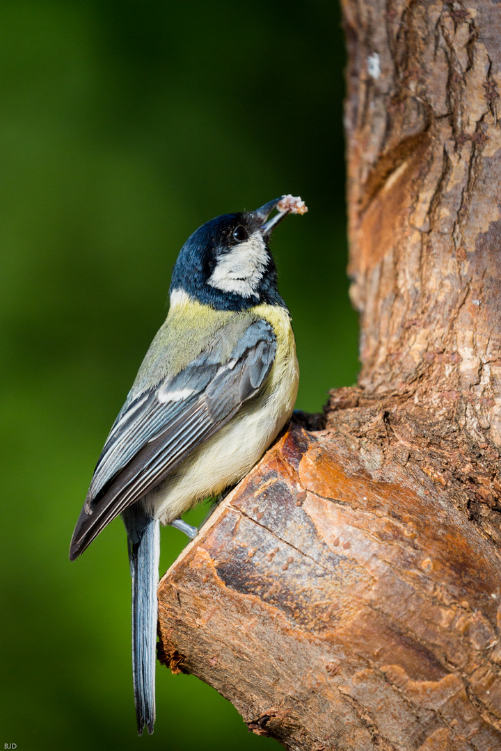 One-Legged Great Tit