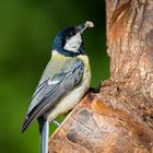 One-Legged Great Tit