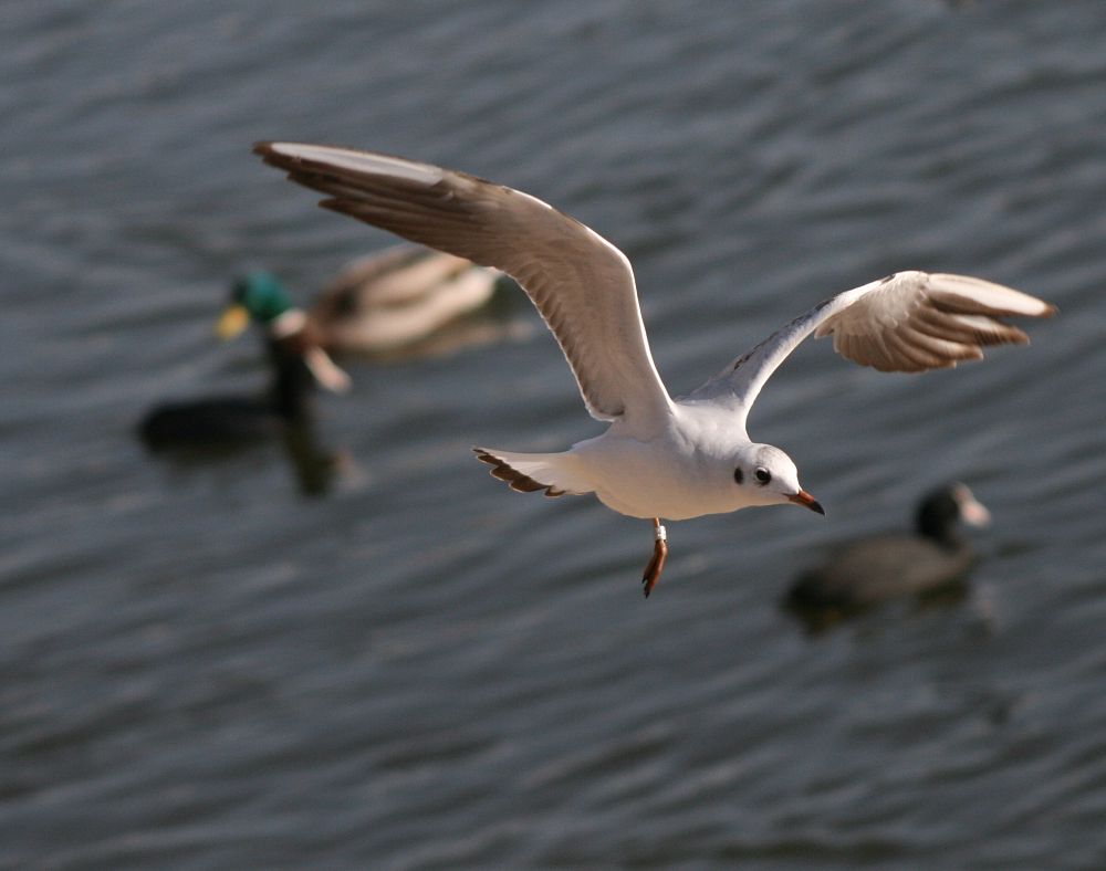 One-Legged Landing