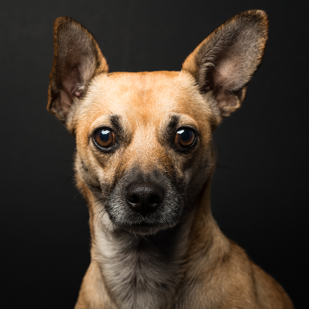 One-Light-Setup mit Hund