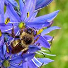 one little bee - so many blossoms