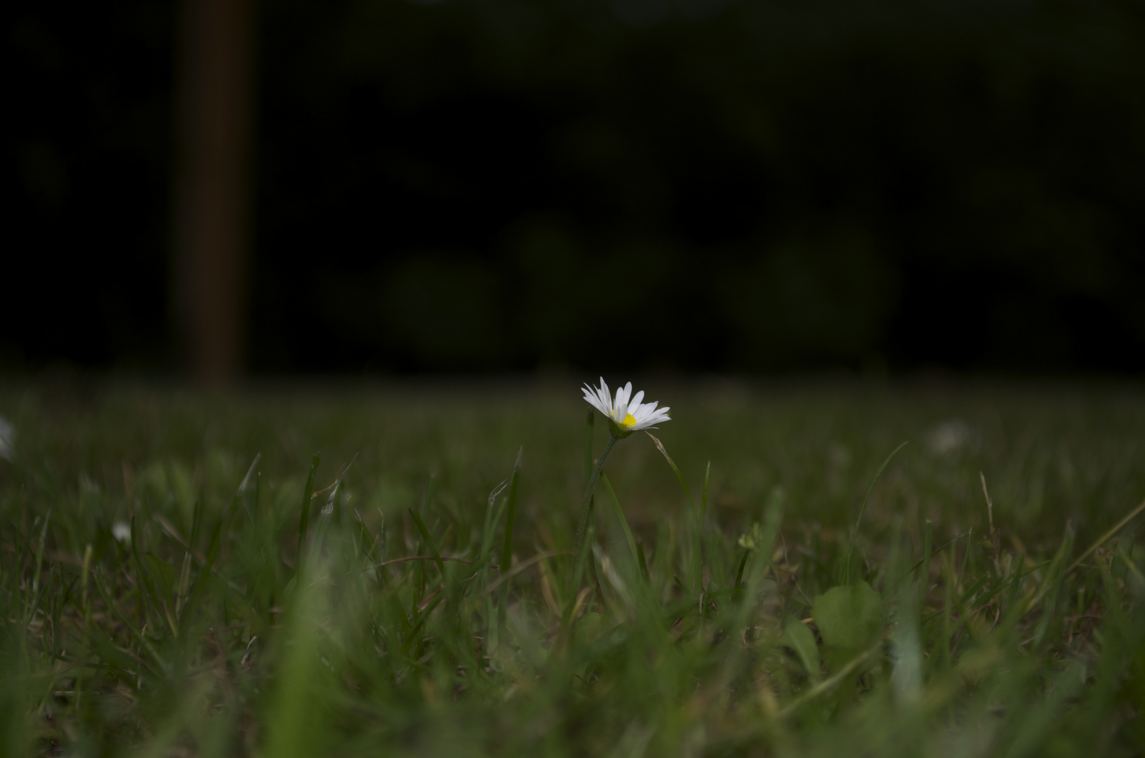 one lonely daisy