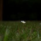 one lonely daisy