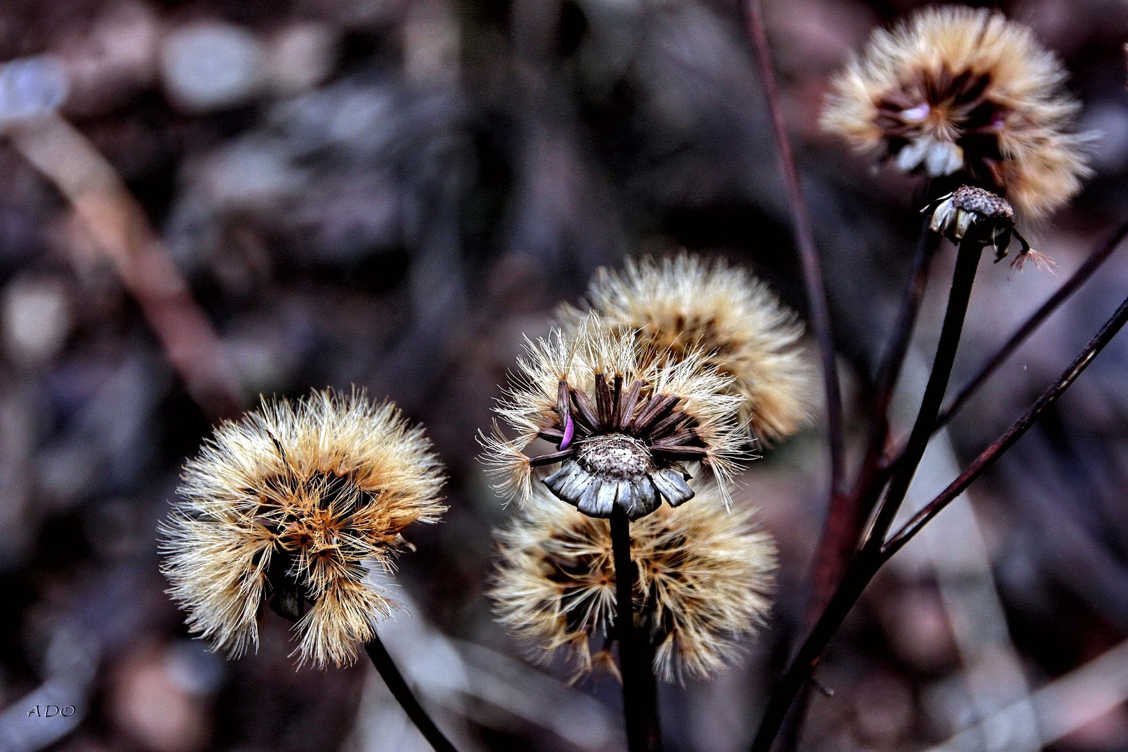 One Lonely Petal