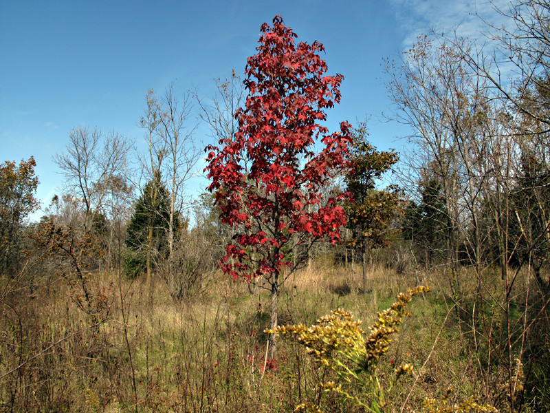 One lonely Red Maple