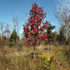 One lonely Red Maple