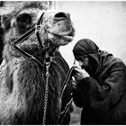 One moment please....CAMEL