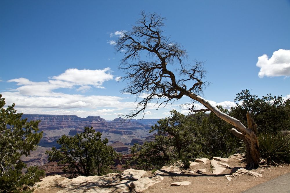 One more canyon tree