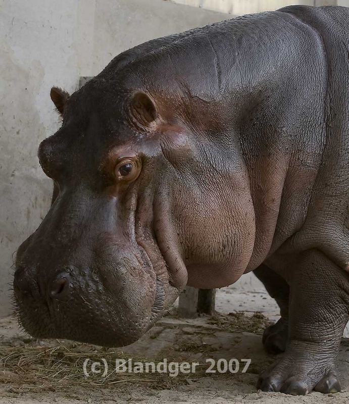 one more hippo