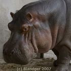 one more hippo