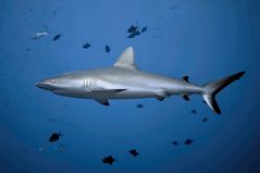 One more Sharky II ( reloaded )