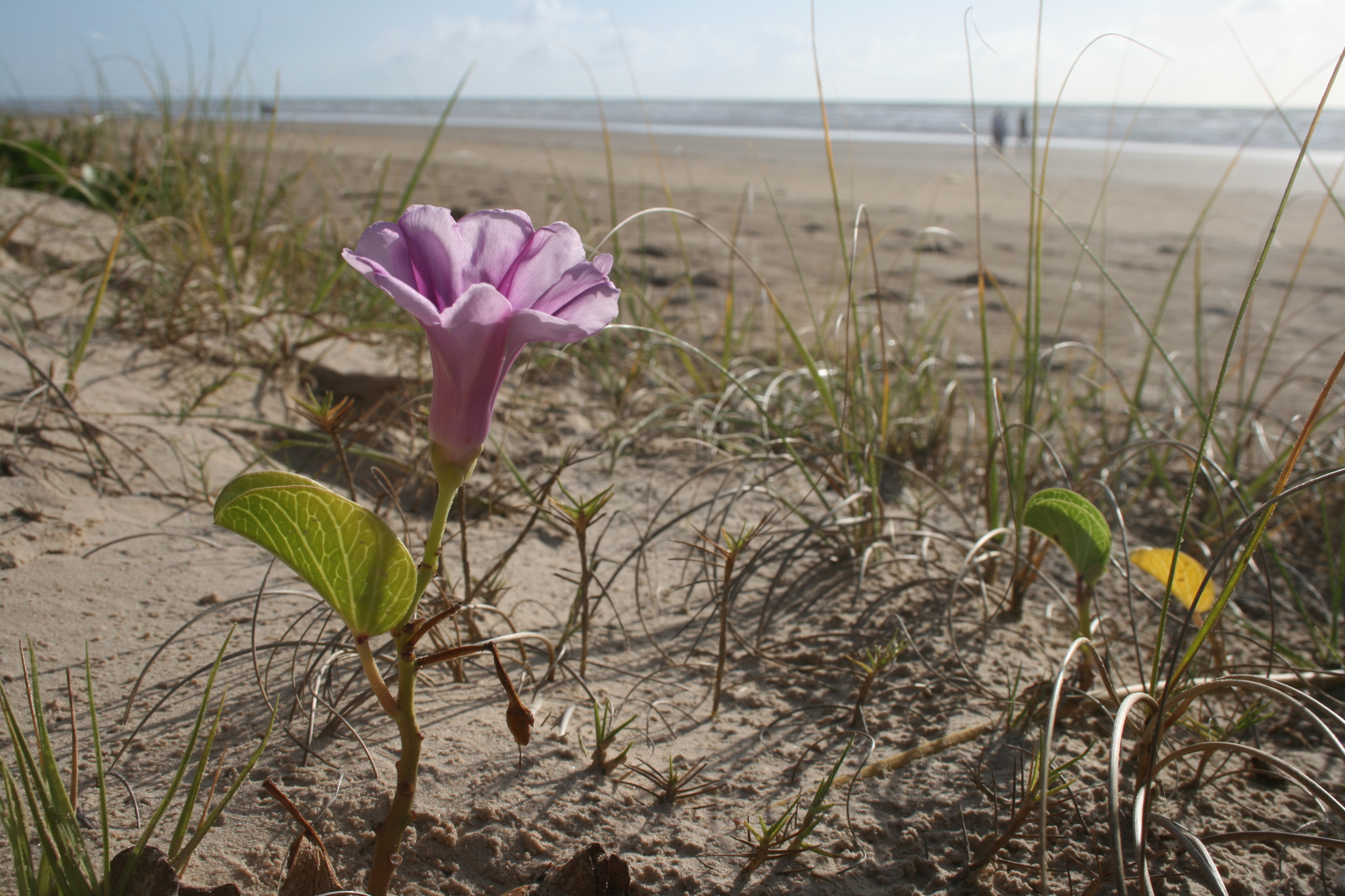 One morning at the beach