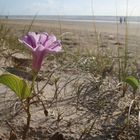 One morning at the beach