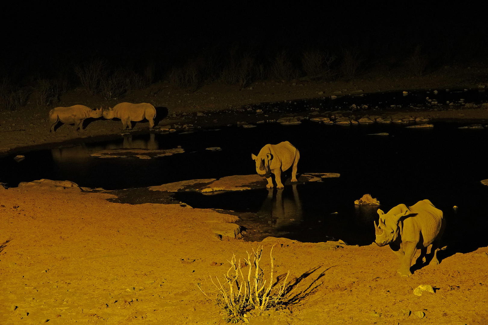 One night at the waterhole