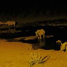 One night at the waterhole