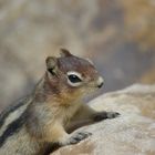 One of a million Chipmunks