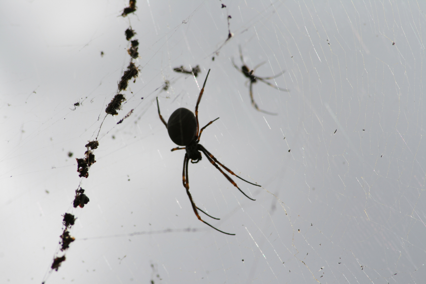 One of Australia´s biggest spider