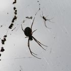 One of Australia´s biggest spider