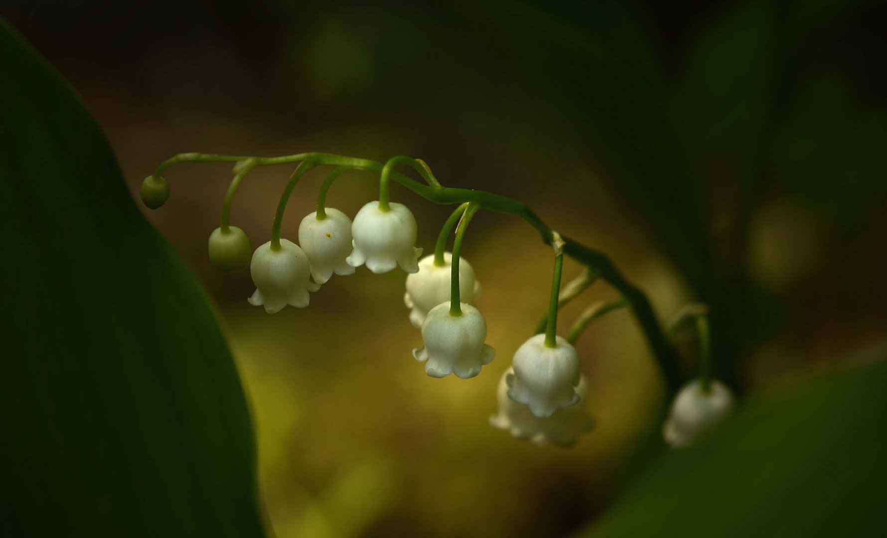 one of my favorite flowers