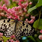 One Of Nature’s Beauties, A butterfly feeding on the flowers of the Mexican Creeper.