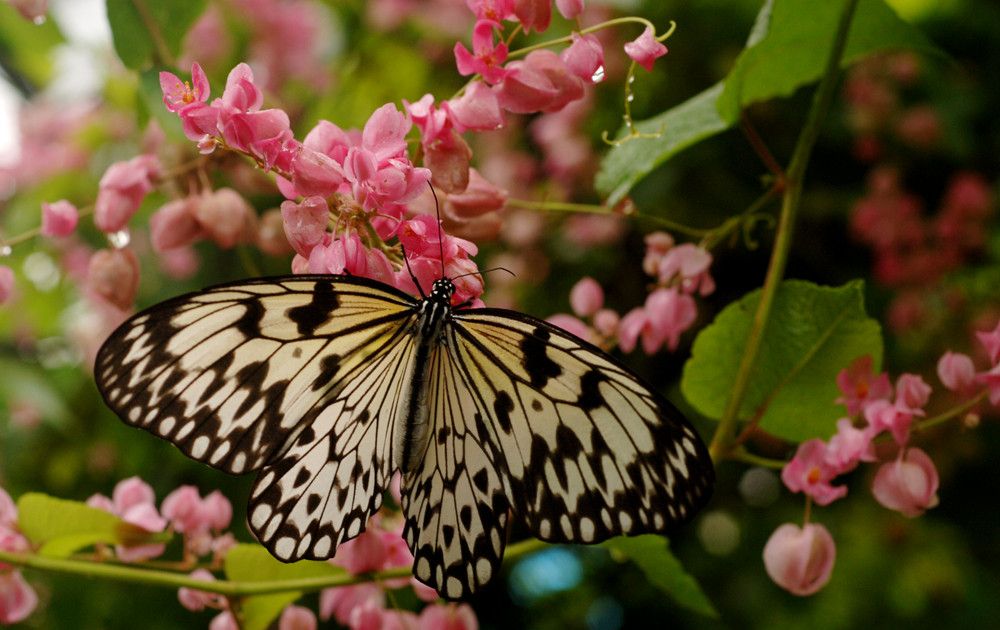 One Of Nature’s Beauties, A butterfly feeding on the flowers of the Mexican Creeper.