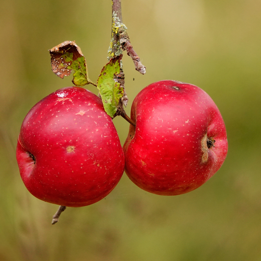 one (or two) apple(s) a day...