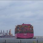 ONE OWL, Container Carrier, Rotterdam