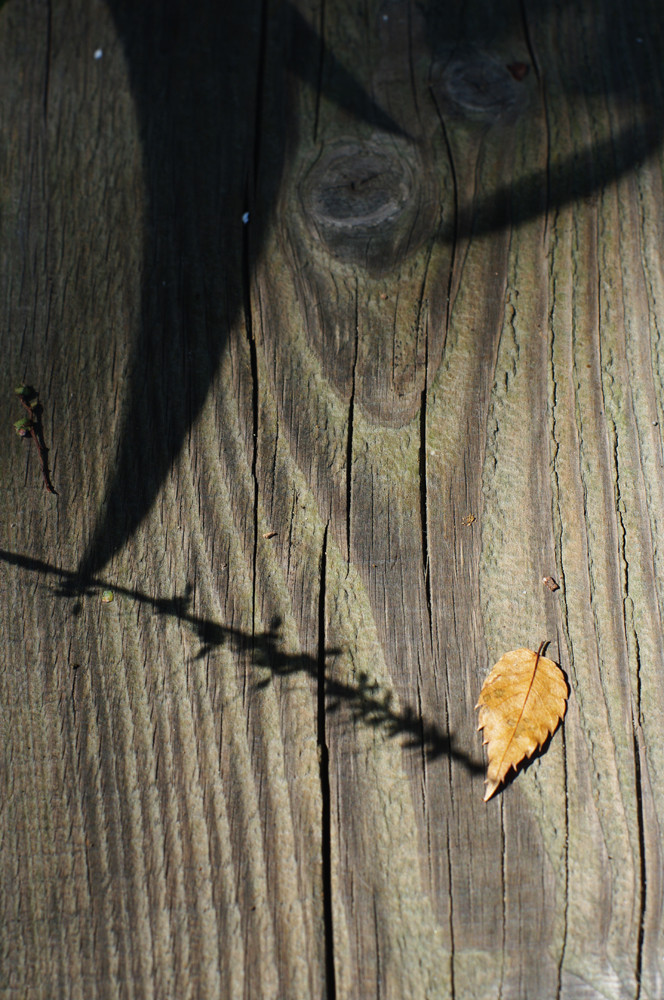 One piece of leaf