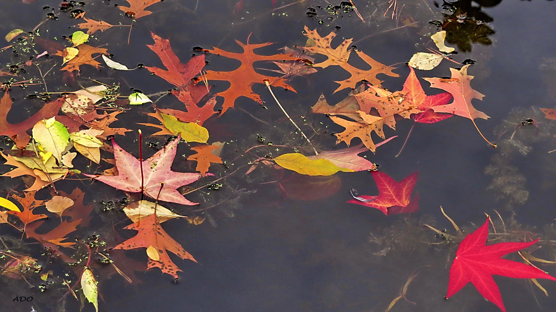 One Red Leaf