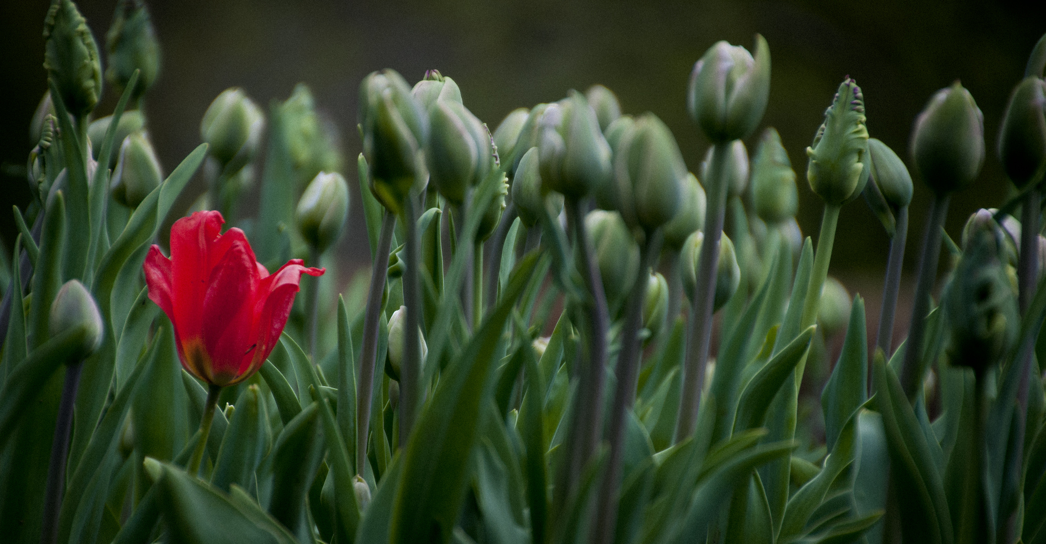 One Red Tulip