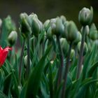 One Red Tulip