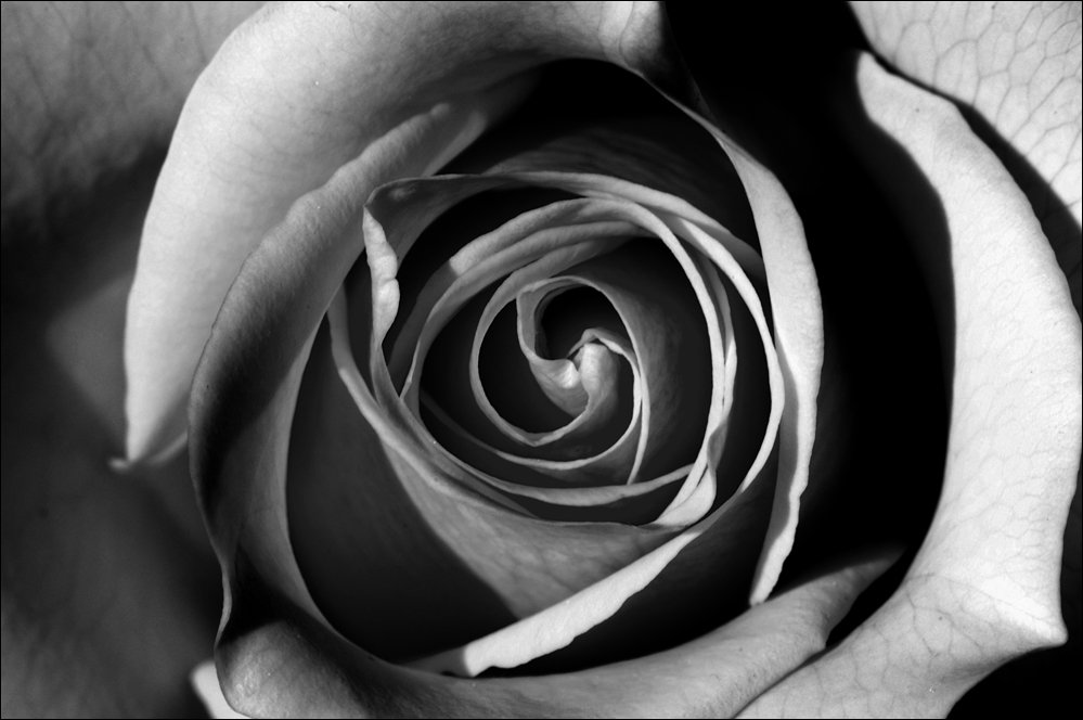 ~ one rose ~