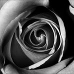 ~ one rose ~