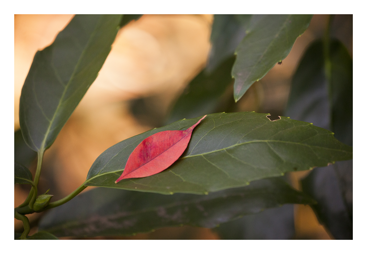 One sheet of fallen leaves