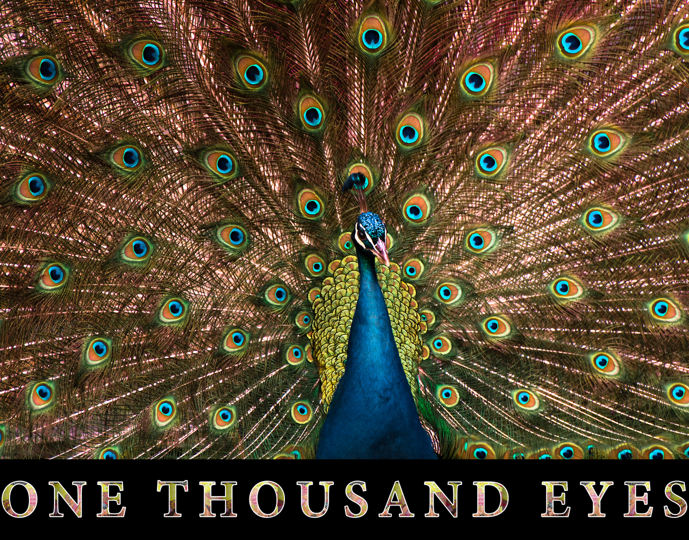 ::: one thousand eyes :::