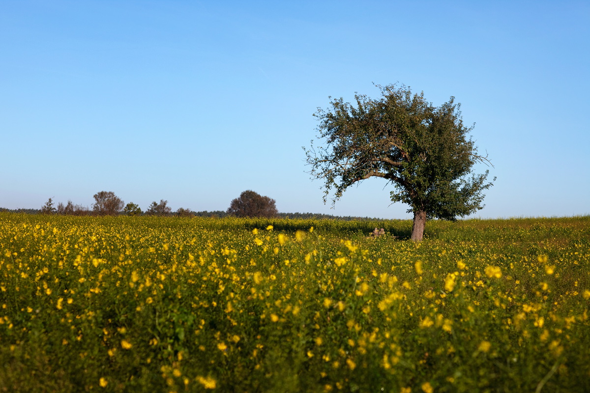 one tree field