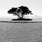 One Tree Island