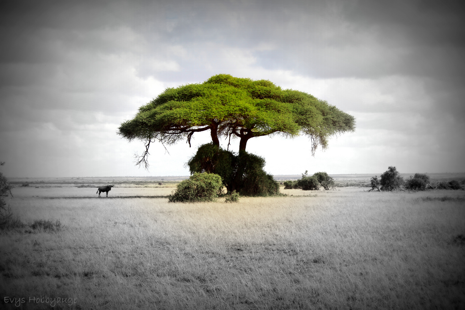 One Tree Kenia