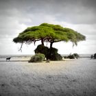 One Tree Kenia