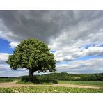 One tree - three views