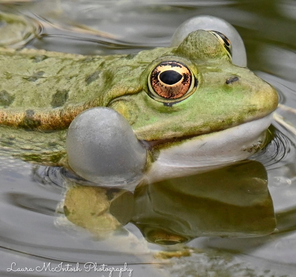 One Very Noisy Frog!