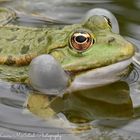 One Very Noisy Frog!