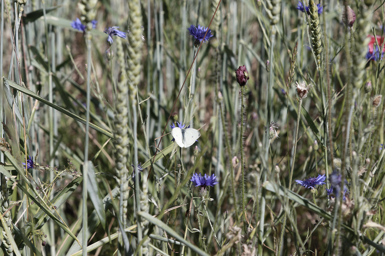 one white butterfly