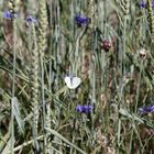 one white butterfly