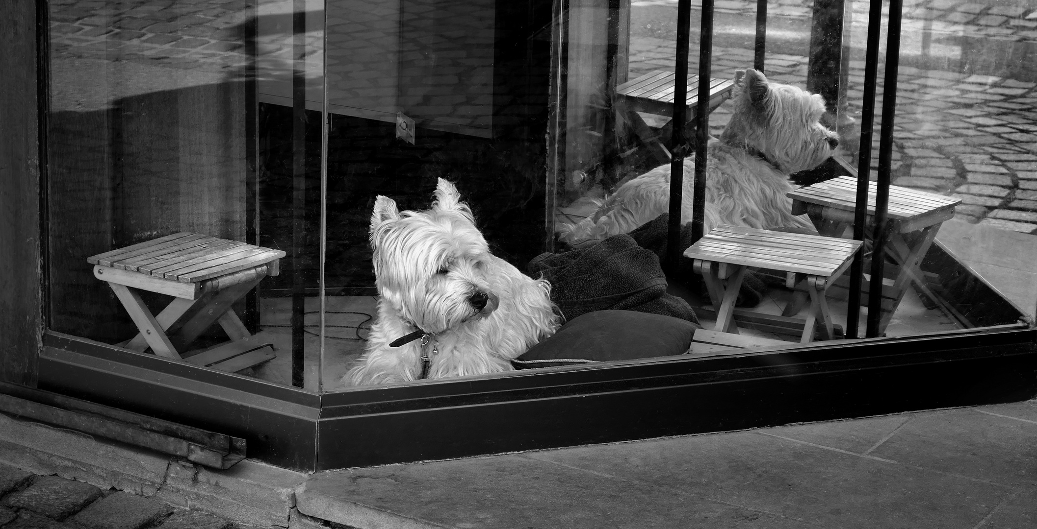 ... one white dog in his favorite spot