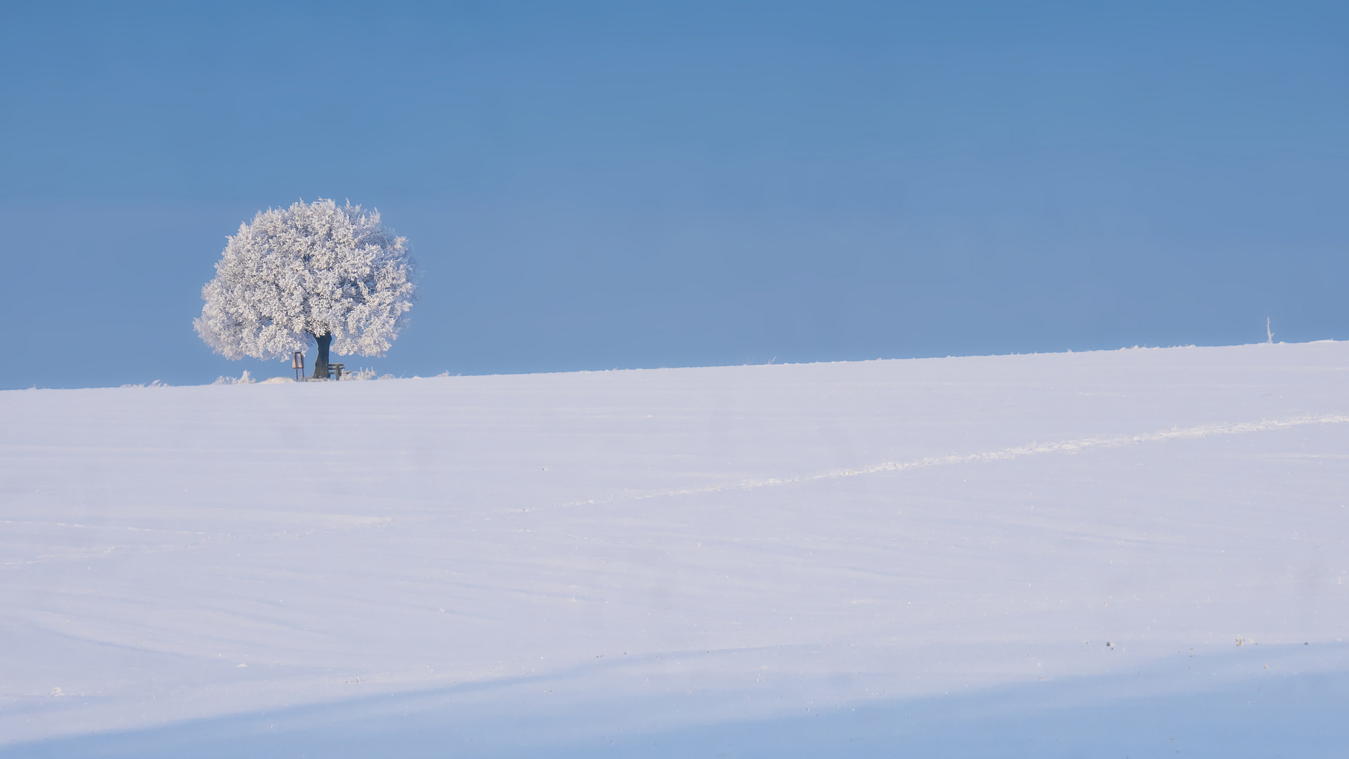 one winter tree