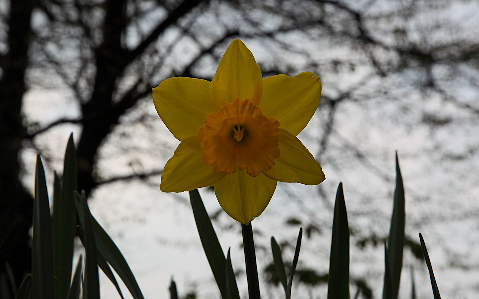 One yellow Daffodils